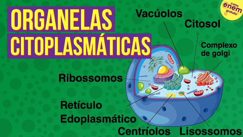 Organelas Citoplasmáticas Citologia Resumo De Biologia Para O Enem