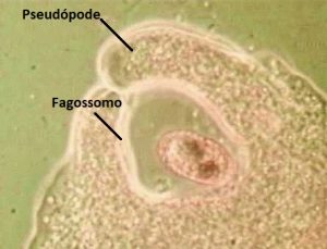 Fagocitose