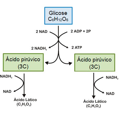 Fermentação alcoólica e láctica