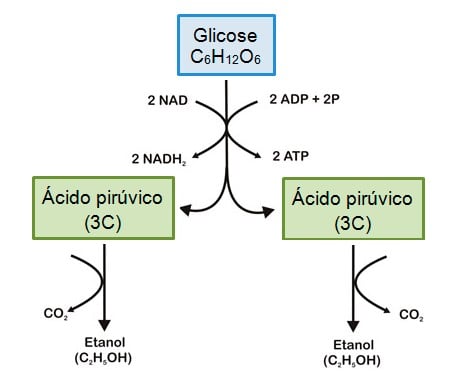 Fermentação alcoólica e láctica