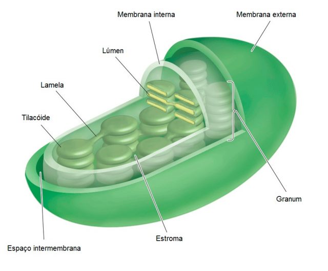 as partes do cloroplasto