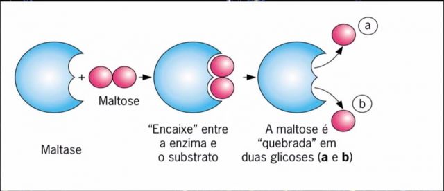 atuação das enzimas maltase