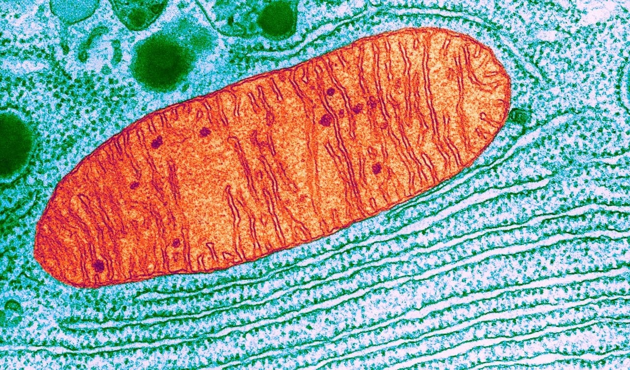 mitocondria citologia