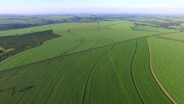 plantação de soja e comercio exterior no brasil