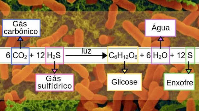 bacterias e fotossíntese