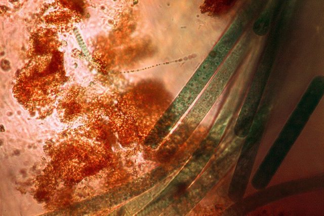 bacterias que realizam quimiossíntese