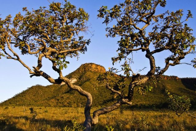 cerrado da vegetação brasileira