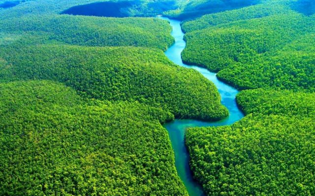 floresta amazonica vegetação brasileira