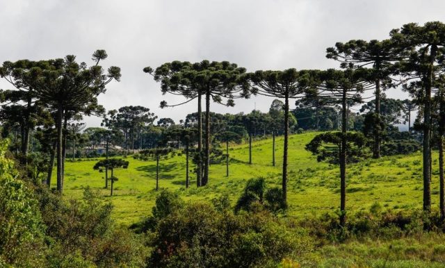 mata das araucárias