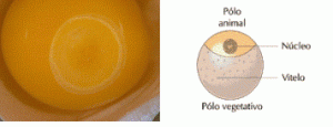 óvulo telolécito
