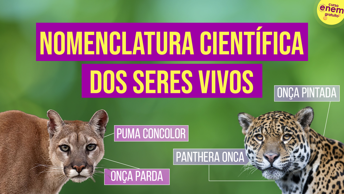 Nomenclatura científica dos seres vivos - Resumo de Biologia Enem