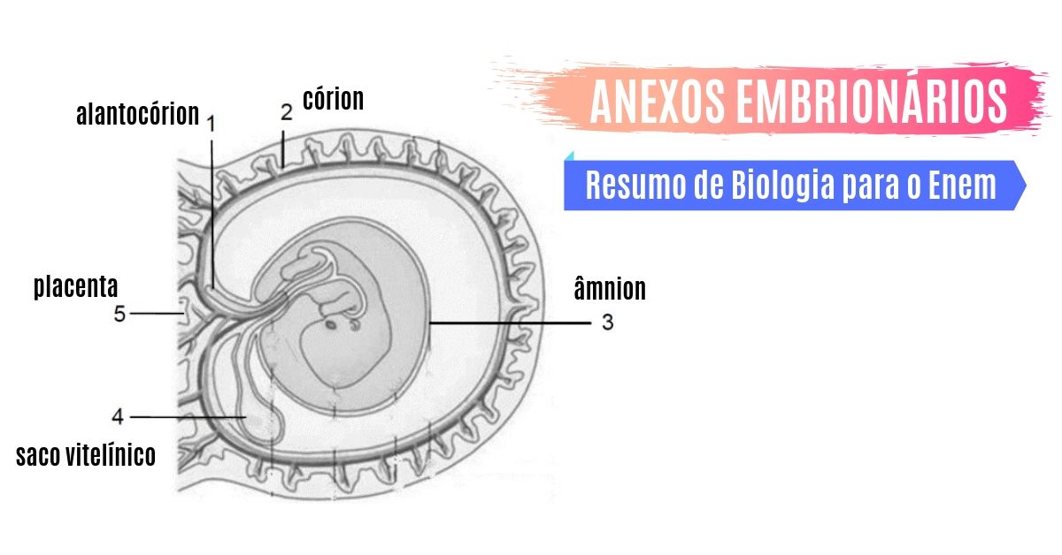 Anexos Embrionários Embriologia Resumo De Biologia Enem 