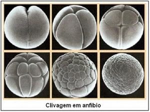 Clivagens holoblástica desigual
