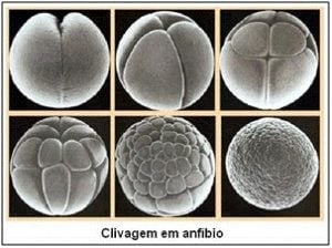 Clivagens holoblástica desigual