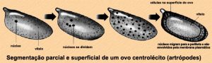clivagem meroblástica superficial