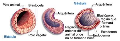 gastrulação e blastulação