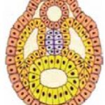 nêurula