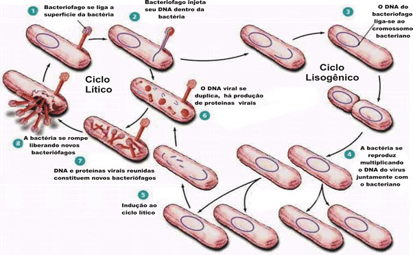 o ciclo dos vírus