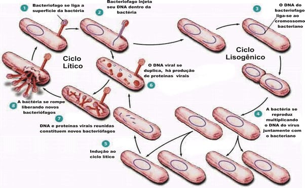 o ciclo dos vírus
