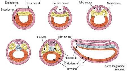 processo de neurulação