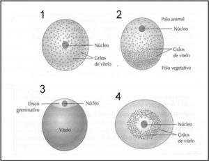 simulado de tipos de óvulos
