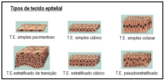 tipos de tecidos epiteliais
