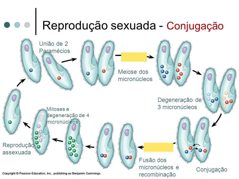 protozoários