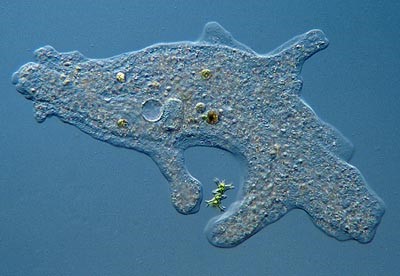 protozoário