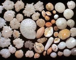 protozoários