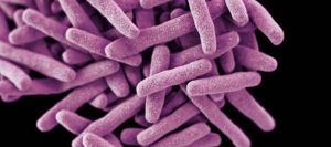 Koch doenças bacterianas tuberculose