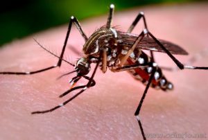 Mosquito Aedes aegypti