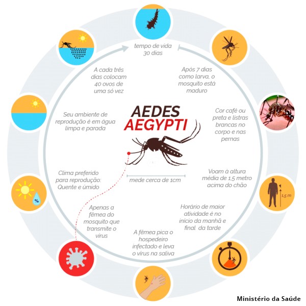 aedes aegypti características