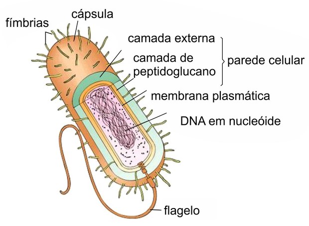 bactéria reino monera
