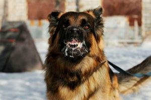 cão com raiva
