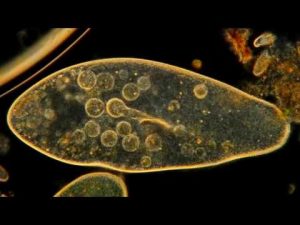 células eucariontes