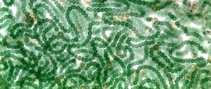 cianobacterias reino monera