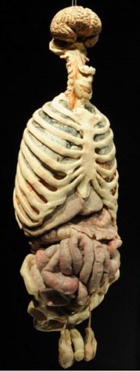 corpo humano