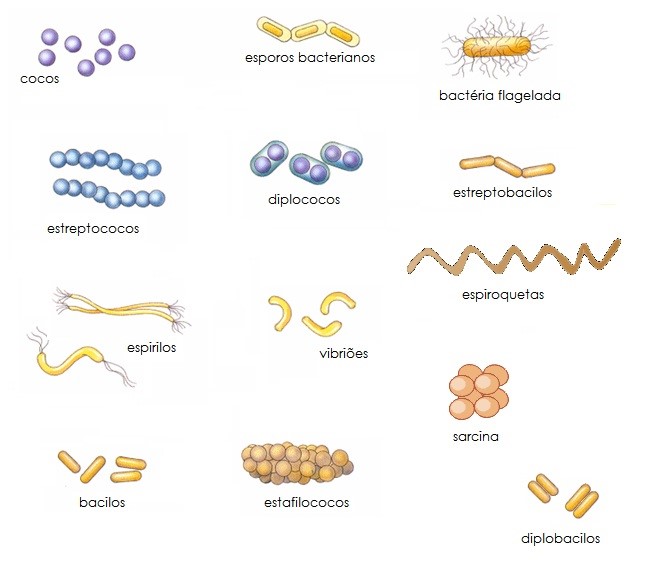 forma das bactérias reino monera