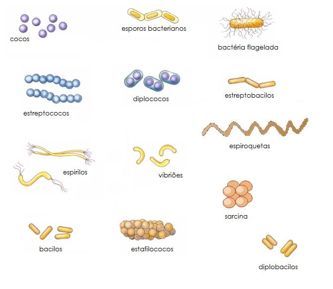 forma das bactérias reino monera