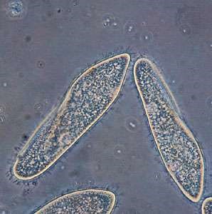 protozoários