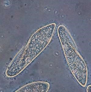protozoários