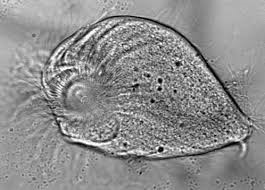 protozoário