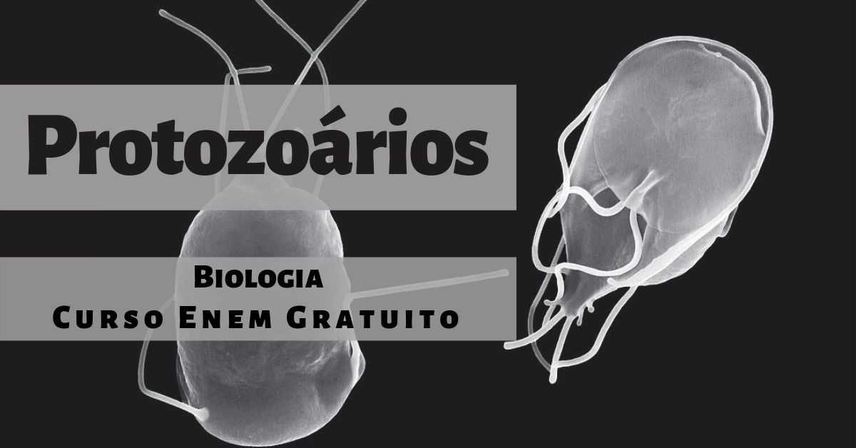 Protozoários Principais Características E Classificação Aula De Biologia 5659