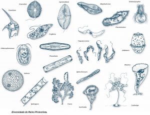 reino protista