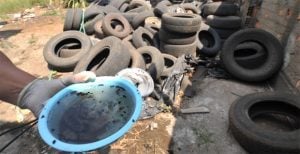 reprodução do Aedes aegypti