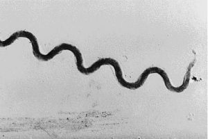 sífilis doenças bacterianas