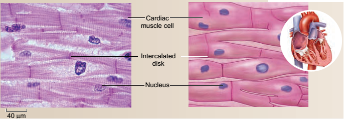tecido muscular estriado cardíaco