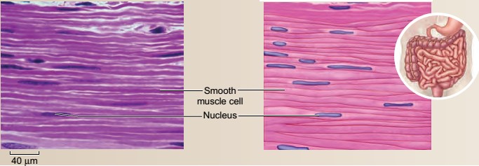 tecido muscular liso