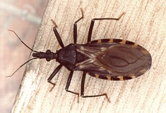 doenças causadas por protozoários