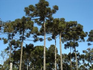 araucárias gimnospermas